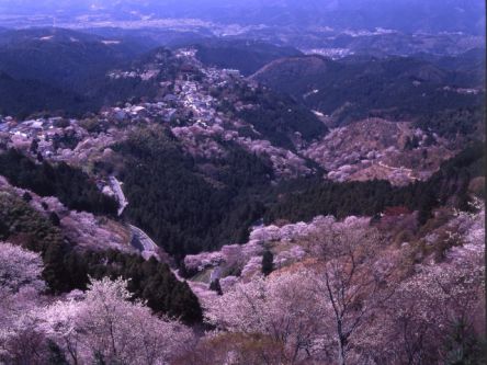 奈良県のお花見・桜の名所（2021）夜桜・ライトアップや桜祭りも