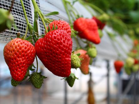 大分県でおすすめのいちご狩り2020（時期：12月～5月）食べ放題が人気！