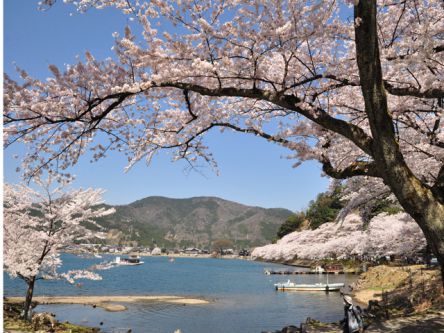 滋賀県のお花見・桜の名所（2019）夜桜・ライトアップや桜祭りも