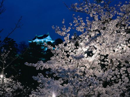 中部・東海のお花見・桜名所ランキング（2020）人気の夜桜や桜祭りも！