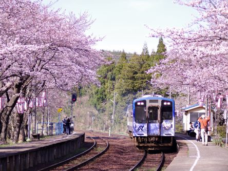 石川県のお花見・桜の名所（2020）夜桜・ライトアップや桜祭りも