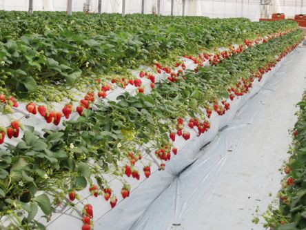 徳島県でおすすめのいちご狩り2020（時期：1月～6月）食べ放題が人気！