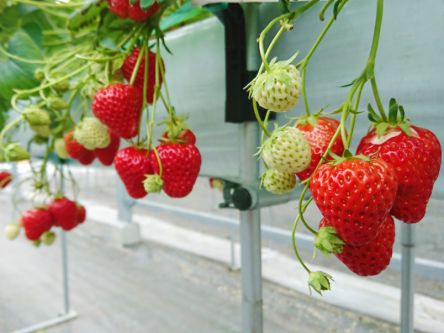 滋賀県でおすすめのいちご狩り2019（時期：12月～6月）食べ放題も人気！