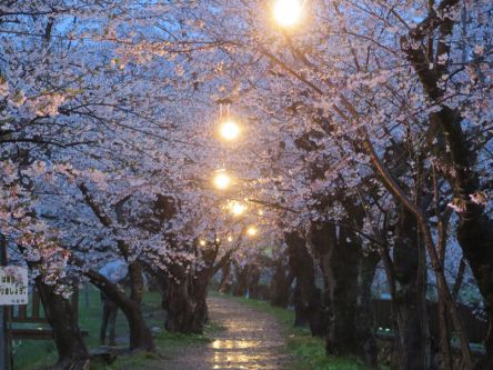 秋田県のお花見・桜の名所（2020）夜桜・ライトアップや桜祭りも