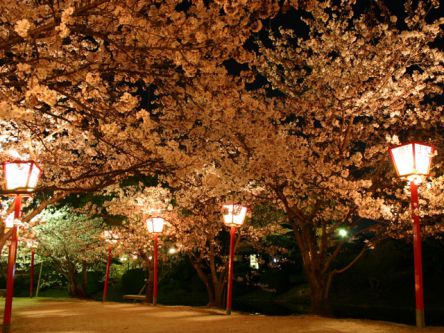 九州・沖縄のお花見・桜名所ランキング（2021）人気の夜桜や桜祭りも！
