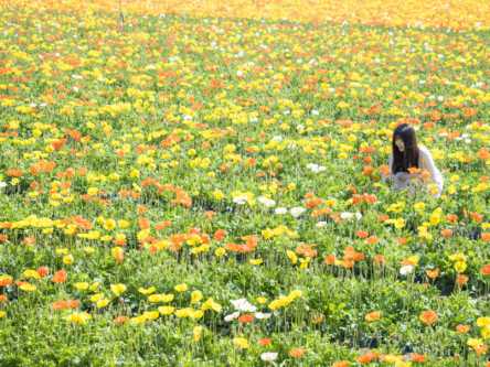 【フォトジェニックなカメラ女子旅】春の絶景！一面の花畑でプリンセス気分な撮影会はいかが？