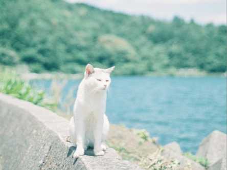 琵琶湖の中の猫の島【Masa の関西カメラさんぽ1】
