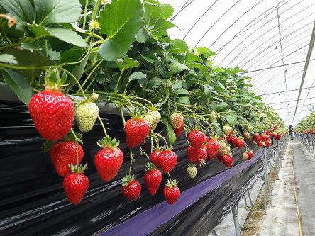 香川県でおすすめのいちご狩り2020（時期：12月～5月）食べ放題が人気！