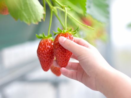 長野県でおすすめのいちご狩り2020（時期：12月～6月）食べ放題が人気！