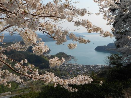 愛媛県のお花見・桜の名所（2020）夜桜・ライトアップや桜祭りも