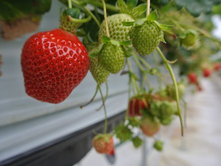 広島県でおすすめのいちご狩り2020（時期：12月～6月）食べ放題が人気！