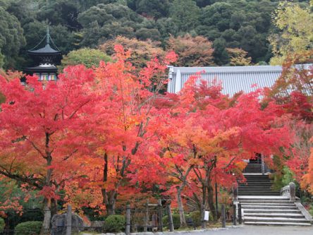 京都「洛東・東山」のおすすめ紅葉名所2021～清水寺・永観堂・南禅寺など～