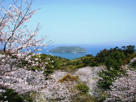 鹿児島県のお花見・桜の名所（2021）夜桜・ライトアップや桜祭りも