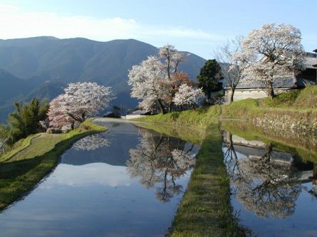 三重県のお花見・桜の名所（2020）夜桜・ライトアップや桜祭りも