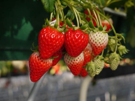 岐阜県でおすすめのいちご狩り2020（時期：12月～6月）食べ放題が人気！