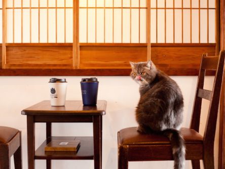 アイドル猫ちゃんたちに会いに行く！築100年の京町家猫カフェ