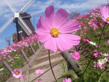 コスモスが揺れる風車の丘。まるでアムステルダムのような花盛りの公園