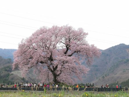 山梨県のお花見・桜の名所（2020）夜桜・ライトアップや桜祭りも