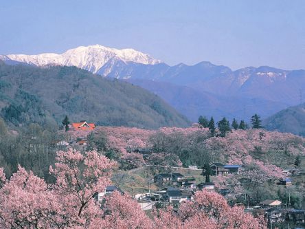 長野県のお花見・桜の名所（2021）夜桜・ライトアップや桜祭りも