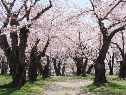 北海道のお花見・桜の名所（2021）夜桜・ライトアップや桜祭りも