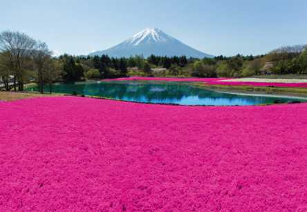 鮮やかで華やか！富士山をバックに映える芝桜「2018 富士芝桜まつり」今年も開催決定