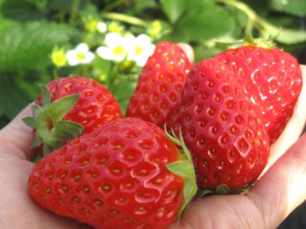 山形県でおすすめのいちご狩り2020（時期：1月～6月）食べ放題が人気！