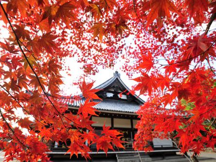世界遺産「仁和寺」の紅葉と自然食ランチで、ちょっぴりツウな京都観光