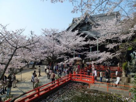 和歌山県のお花見・桜の名所（2021）夜桜・ライトアップや桜祭りも