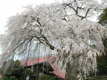 兵庫県のお花見・桜の名所（2020）夜桜・ライトアップや桜祭りも