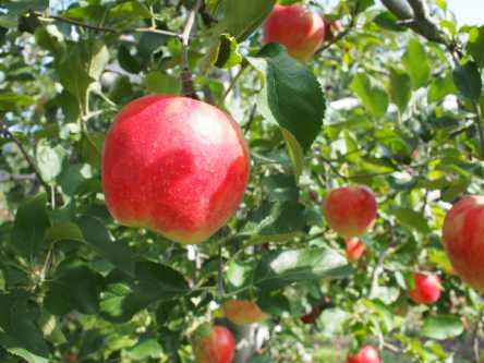山梨県でおすすめのりんご狩り（2021）時期や食べ放題、品種は？