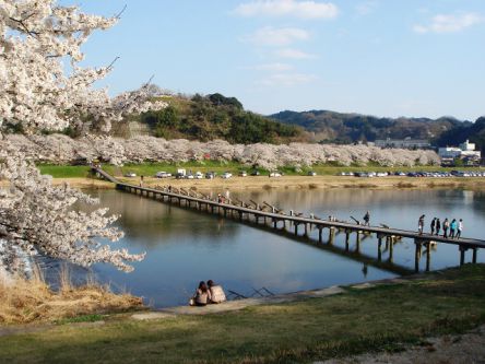 島根県のお花見・桜の名所（2021）夜桜・ライトアップや桜祭りも