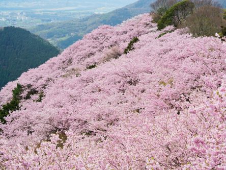 徳島県のお花見・桜の名所（2020）夜桜・ライトアップや桜祭りも