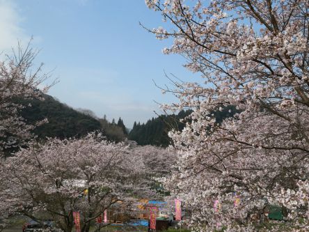 大分県のお花見・桜の名所（2020）夜桜・ライトアップや桜祭りも