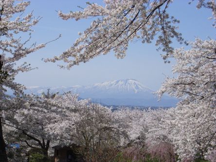岩手県のお花見・桜の名所（2021）夜桜・ライトアップや桜祭りも
