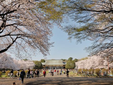 調布・八王子・奥多摩周辺のお花見・桜の名所（2021）夜桜・ライトアップも