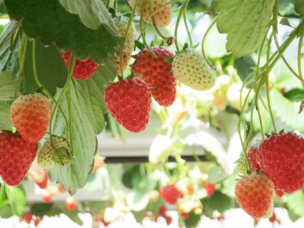 島根県でおすすめのいちご狩り2020（時期：1月～5月）食べ放題が人気！