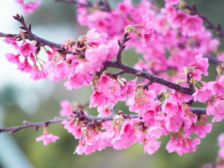 沖縄県のお花見・桜の名所（2020）早咲きのピンクの寒緋桜が見事！