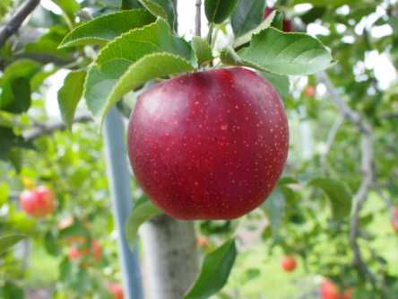 北海道でおすすめのりんご狩り（2021）時期や食べ放題、品種は？