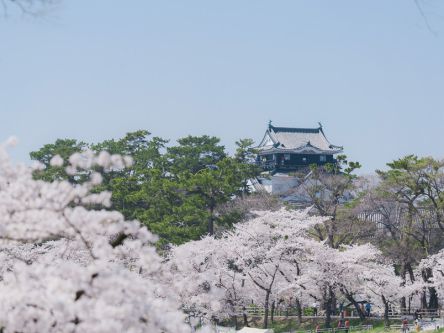 愛知県のお花見・桜の名所（2020）夜桜・ライトアップや桜祭りも