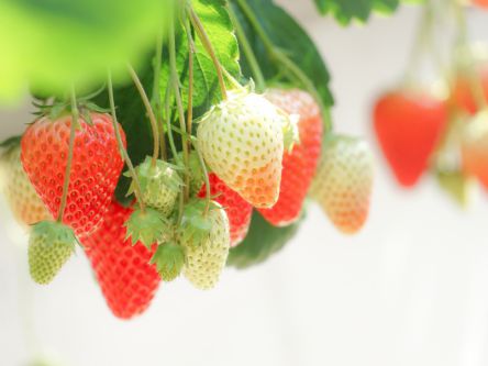 宮崎県でおすすめのいちご狩り2020（時期：12月～5月）食べ放題も人気！