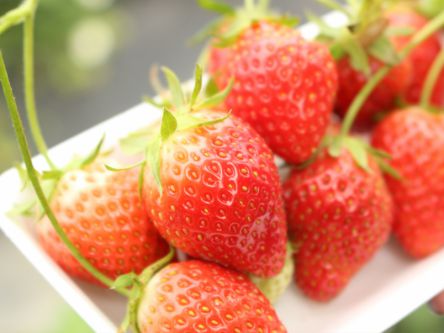 北海道でおすすめのいちご狩り2020（時期：6月～7月）食べ放題が人気！