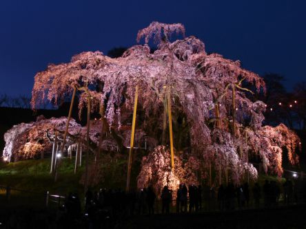 福島県のお花見・桜の名所（2020）夜桜・ライトアップや桜祭りも