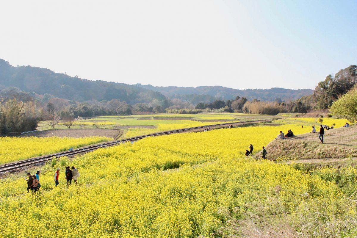 春はいすみ鉄道で日帰りさんぽ この時期だけの菜の花畑と絶品ヴィーガンカフェへ るるぶ More