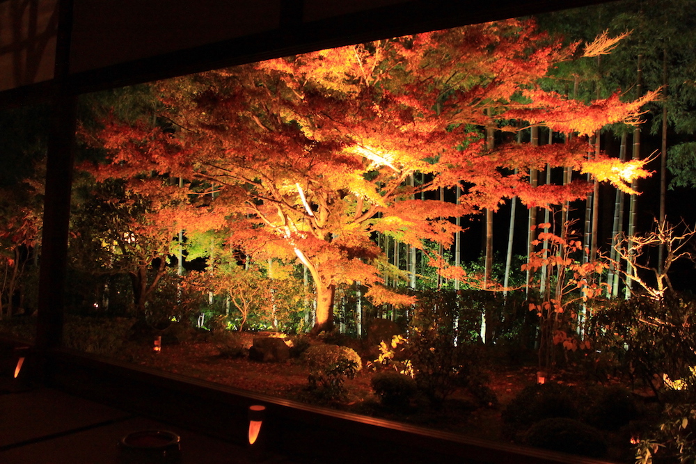 額縁庭園で知られる京都大原 宝泉院 の紅葉ライトアップ始まる るるぶ More