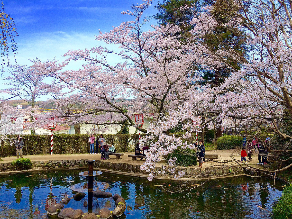 鳥取県のお花見 桜の名所 夜桜 ライトアップや桜祭りも るるぶ More