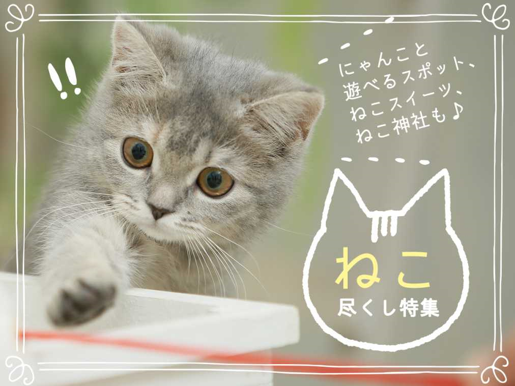 にゃんこと遊べるスポット ねこスイーツ ねこ神社も ねこ尽くし特集 関東 関西 るるぶ More