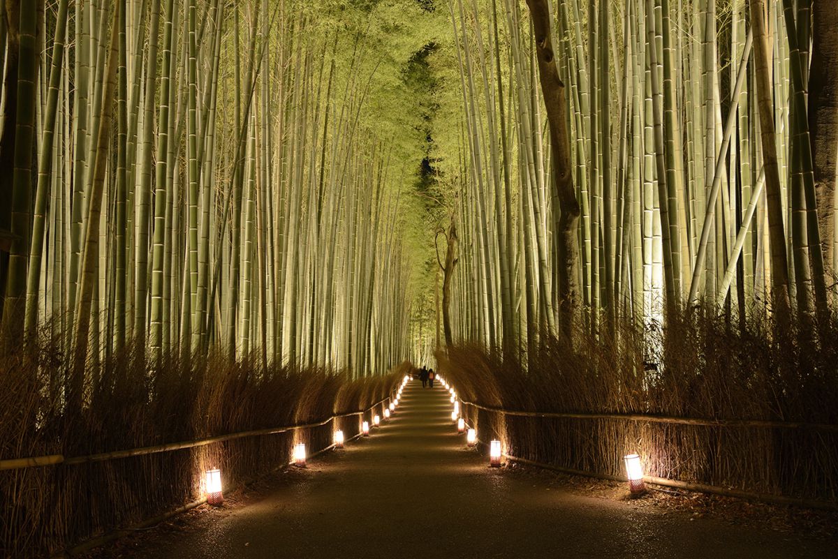 花 と 灯り が織りなす京都の風物詩 京都 嵐山花灯路 18 でしっぽり大人デート るるぶ More