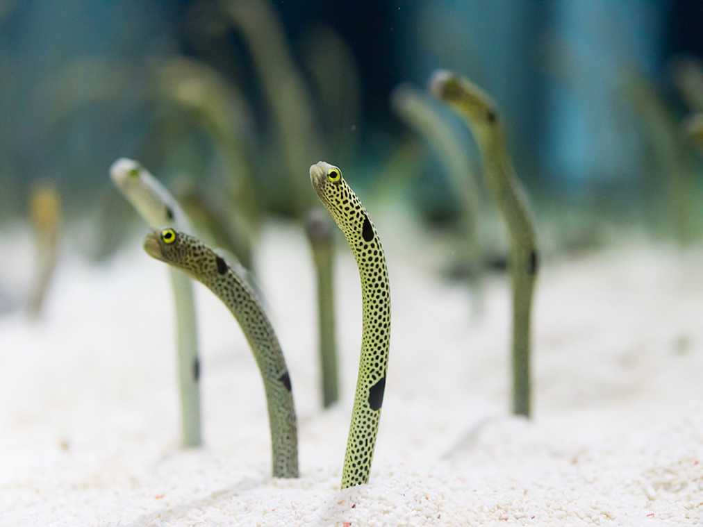 360度どの方向からも撮影 すみだ水族館で会える癒やしのチンアナゴ るるぶ More
