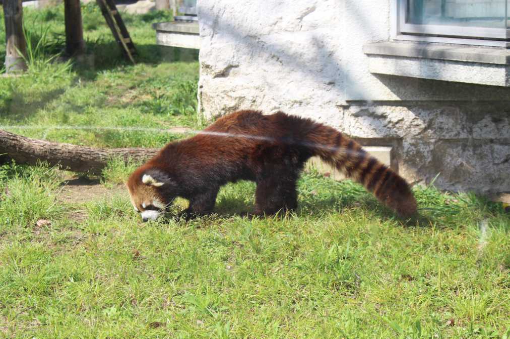 グッズもフードも可愛すぎ シロクマ愛あふれる一日は癒し効果バツグン るるぶ More