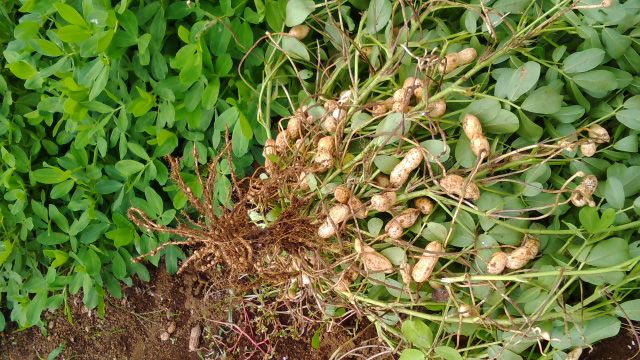 茹で落花生が最高 落花生の収穫体験おすすめスポット21